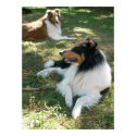 Collies At Rest -Poster posters