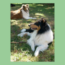 Collies At Rest -Poster posters