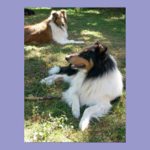 Collies At Rest -Poster posters