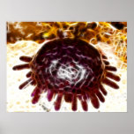 Colobocentrotus Atrata Sea Urchin posters