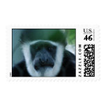 Colobus Monkey Postage Stamp