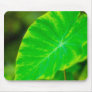 Colocasia (FreeWallpaperBlog.com)