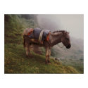 Colombian Donkey InThe Fog posters