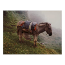 Colombian Donkey InThe Fog posters
