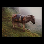 Colombian Donkey InThe Fog posters
