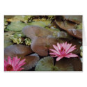 Colombian Lilies  cards
