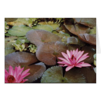 Colombian Lilies cards by Costales Colombian Lilies cards
