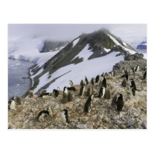 Colony of Chinstrap penguins Post Cards