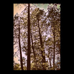 color by the trees posters