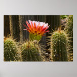 Color Cactus Posters