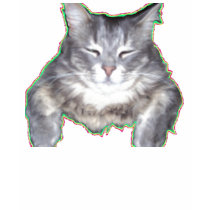 color cat t-shirts