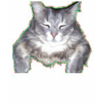 color cat t-shirts