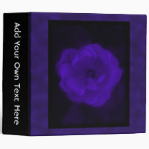 Color de rosa púrpura. Con púrpura negra y oscura