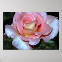 Color de rosa rosado en la impresión de la lona posters