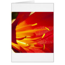 Color Explosion Cards