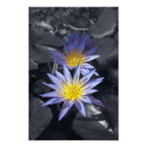 Color key Water Lilies Photo Print