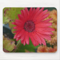 Color Me Daisy mousepads