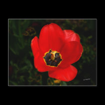 Color Me RED postcards
