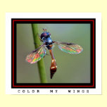 Color My Wings posters