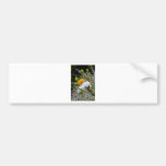 Color of Spring Bumper Sticker