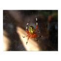 Color on Eight Legs posters by kahmier Color on Eight Legs posters