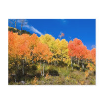 Color on the Mountain Post Cards