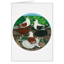 Color Pigeon Trio cards by diane_jacky Color Pigeon Trio cards