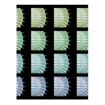 Color Scales postcards