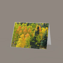 Colorado Aspen Grove cards