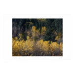 Colorado Aspen in the Fall