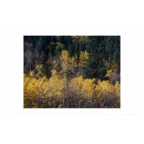 Colorado Aspen in the Fall posters
