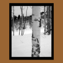 Colorado Aspen Tree posters