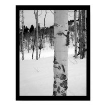 Colorado Aspen Tree posters