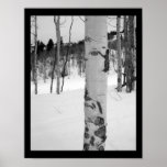Colorado Aspen Tree Poster Print