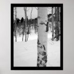 Colorado Aspen Tree Poster Print