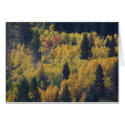 Colorado Aspen Trees in the fall cards by bemslie Colorado Aspen Trees in the fall cards