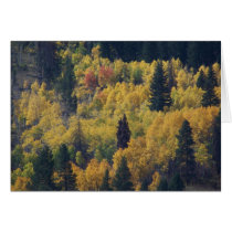 Colorado Aspen Trees in the fall cards by bemslie Colorado Aspen Trees in the fall cards