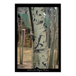 Colorado Aspen Trees Poster Print