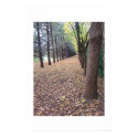 Colorado Autumn Lane posters by bemslie Colorado Autumn Lane posters