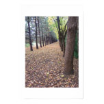 Colorado Autumn Lane