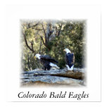 Colorado Bald Eagles