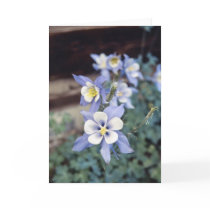 Colorado Blue Columbine cards