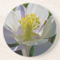 Colorado Blue Columbine Coaster coasters