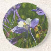 Colorado Blue Columbine Coaster coasters