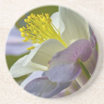 Colorado Blue Columbine Coaster coasters