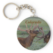 Colorado Bugling elk key chain