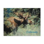 Colorado bull moose postcard