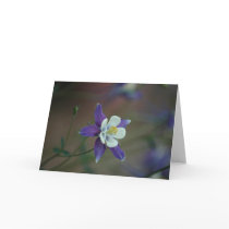 Colorado Columbine cards by skatada Colorado Columbine cards