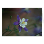 Colorado Columbine Greeting Card