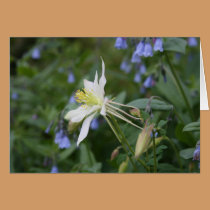 Colorado Columbine cards